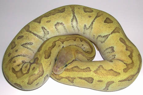 Enchi Mojave Pastel Pinstripe Ball Python