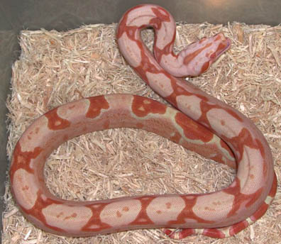 Sharp Strain Sun Dream Boa