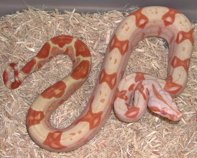 Sharp Strain Sun Dream Boa