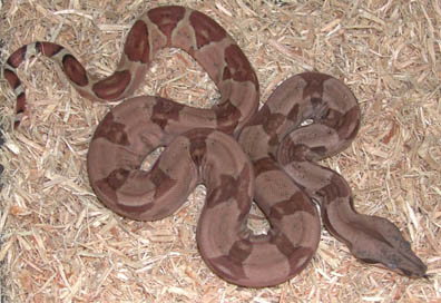 Triple het Sharp Snowglow Boa