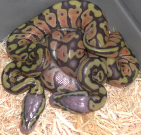 Hypo Pastel Jungle Ball Python