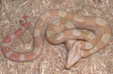 Albino Het Anery