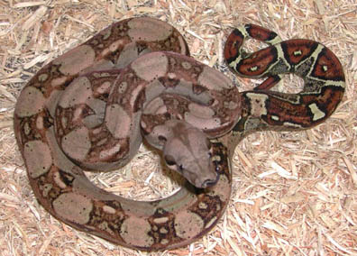 Double Het for Snow Boa