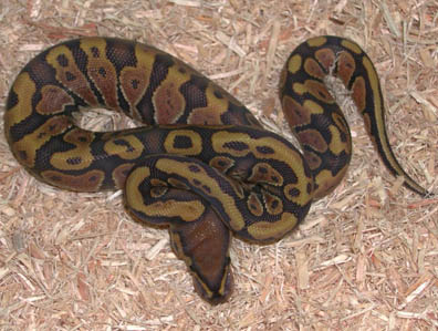 2011 Hypomelanistic Ball Python