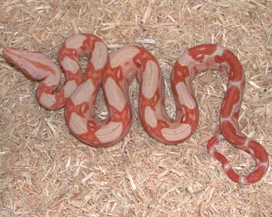 Sharp Strain Sun Dream Boa