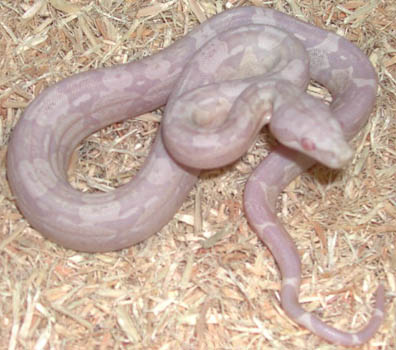 Snow Boa