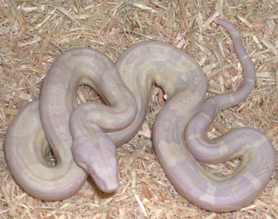 Snow Boa