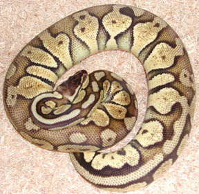 Super Pastel Jungle Ball Python