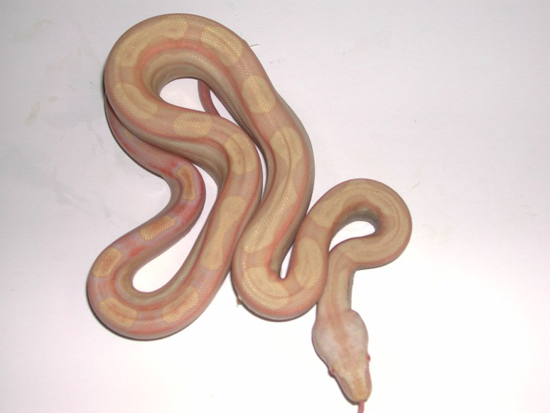 Sharp Albino