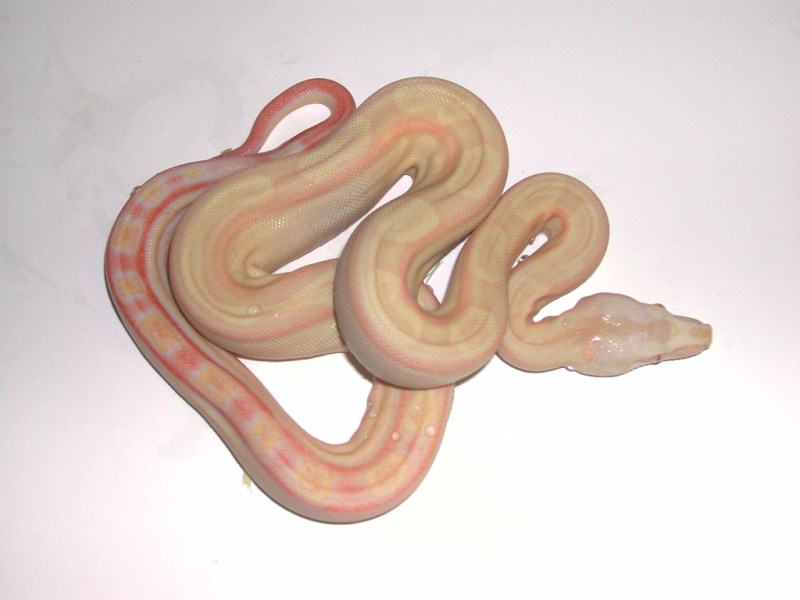 Sharp Albino