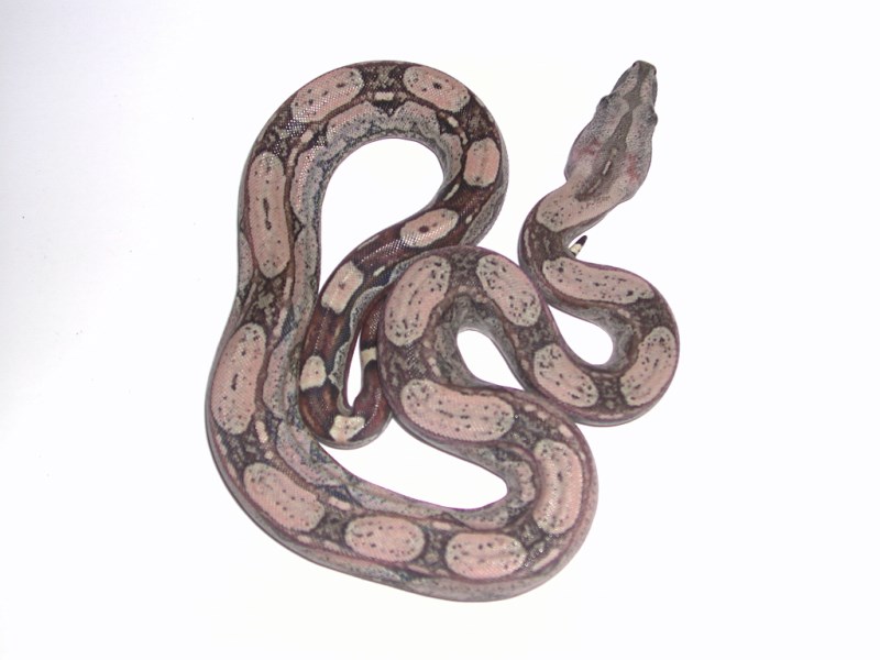 Hypo Boas