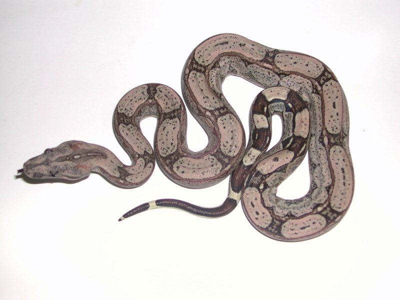 Hypo Boas