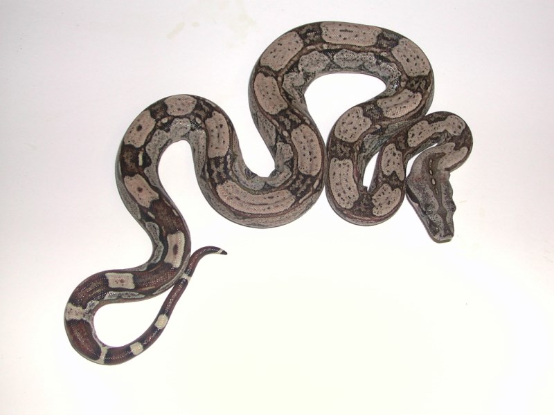 Hypo Boas