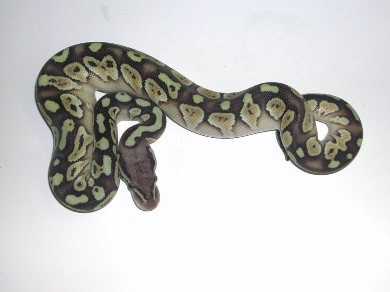 Male Butter Queen Bee Ball Python