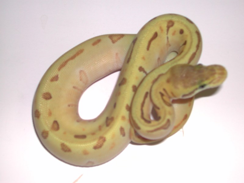 Female Enchi Mojave Pastel Pinstripe Ball Python