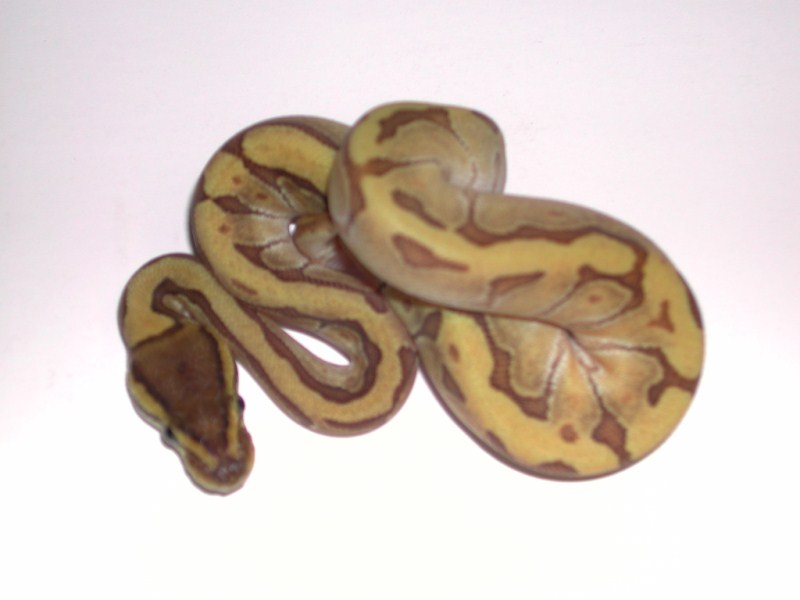 2012 Female Enchi Mojave Pinstripe Ball Python