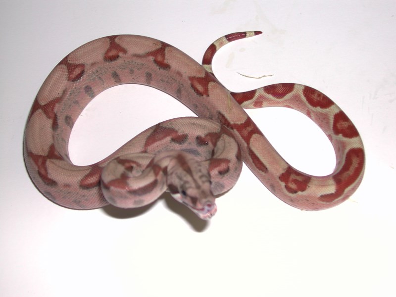 Sharp Albino