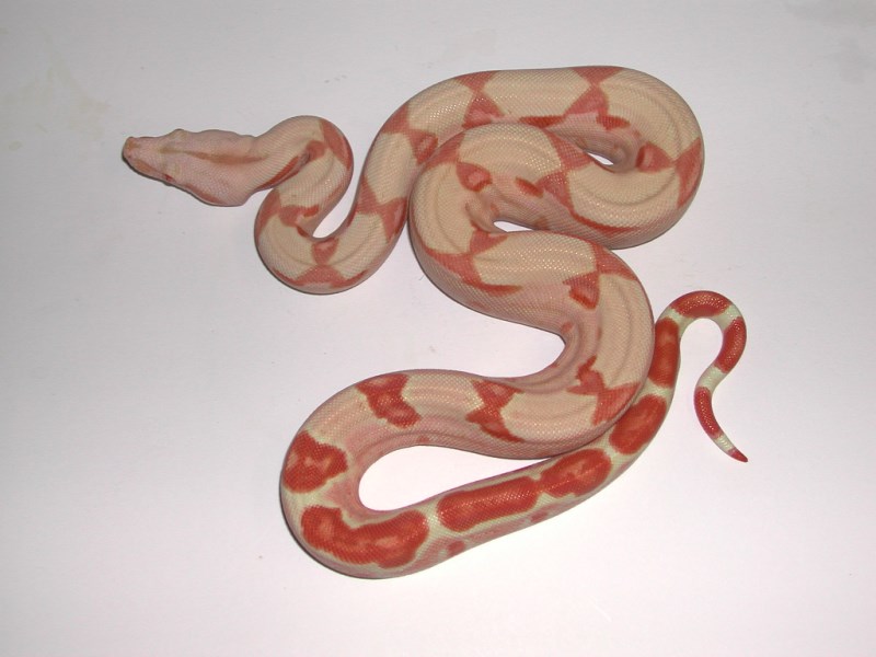 Sharp Albino