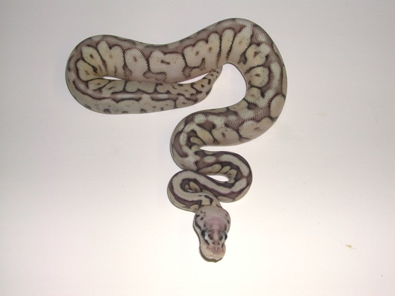 Female Pewter Bee Het Hypo Ball Python