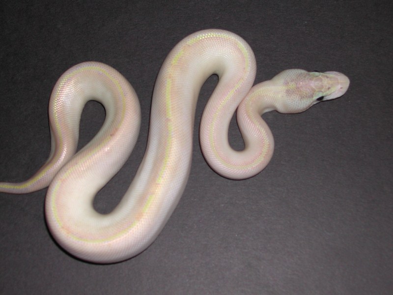 Pastel Ivory Ball Python