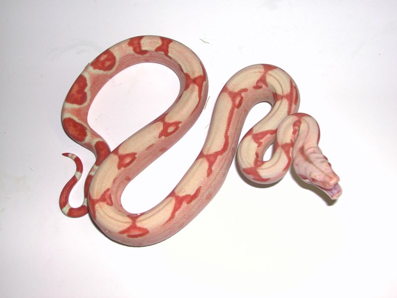 Hypo Boas