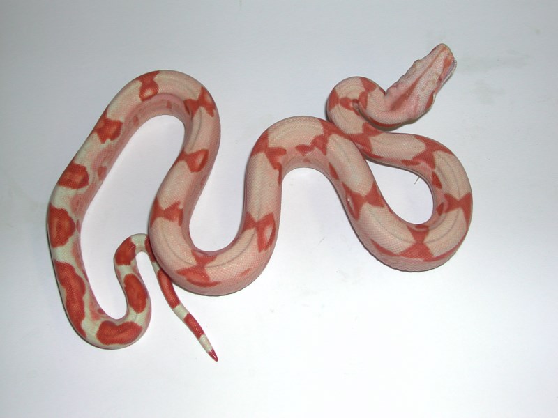 Hypo Boas