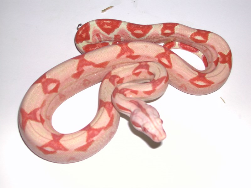 Hypo Boas