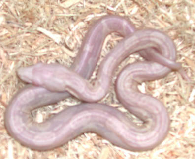 Sharp Strain Snow Boa