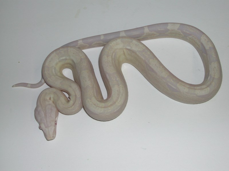 Hypo Boas