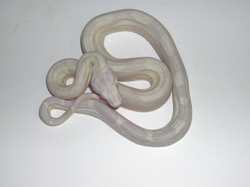 Hypo Boas