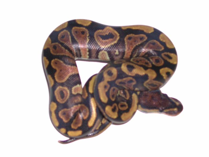 Ball Python