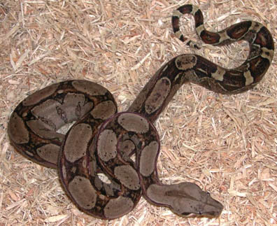 Double Het for Snow Boa