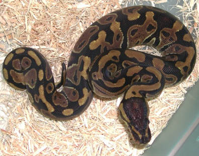 Clown Ball Python