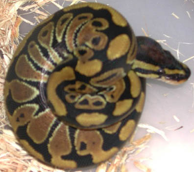 Het Clown Ball Python