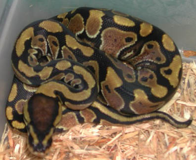 Het Clown Ball Python