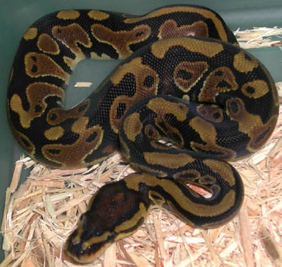 Het Clown Ball Python