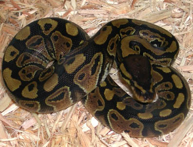 Het Clown Ball Python