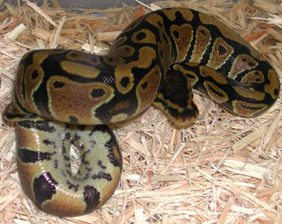 Het Clown Ball Python