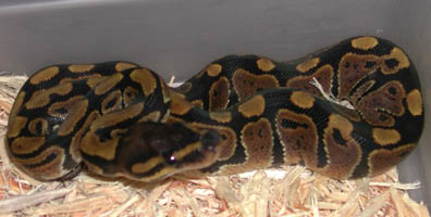 Het for Hypo Ball Python