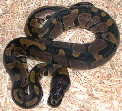 Het Piebald Ball Python