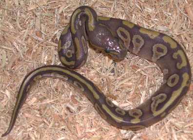 2011 Female Hypo Mojave Ball Python