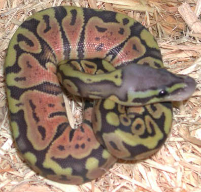 Hypo Pastel Jungle Ball Python