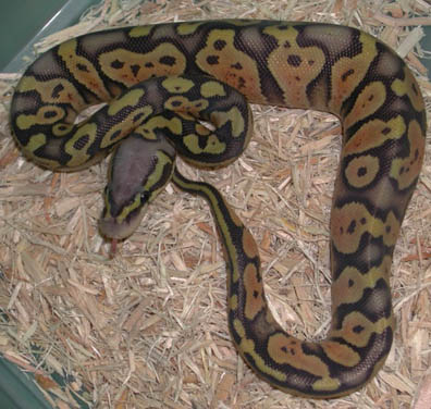 Hypo Pastel Jungle Ball Python