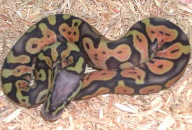 Hypo Super Pastel Jungle Ball Python