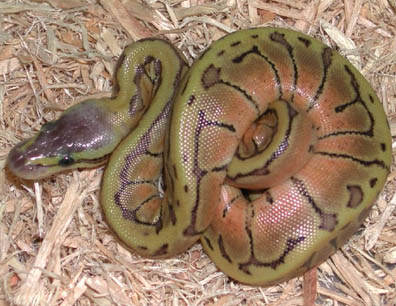 Lemon Blast Ball Python