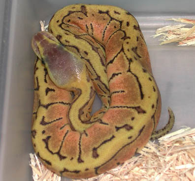 Lemon Blast Ball Python