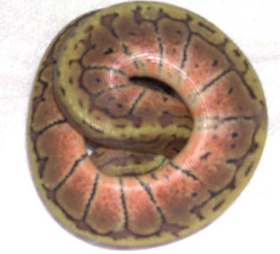 Lemon Blast Ball Python