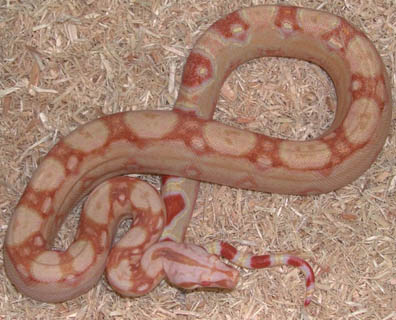 Pastel Dream Sharp Albino Boa
