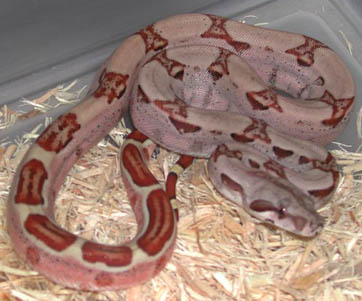 Hypo Pastel Dream Boa