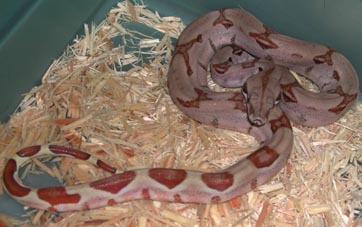 Hypo Pastel Dream Boa